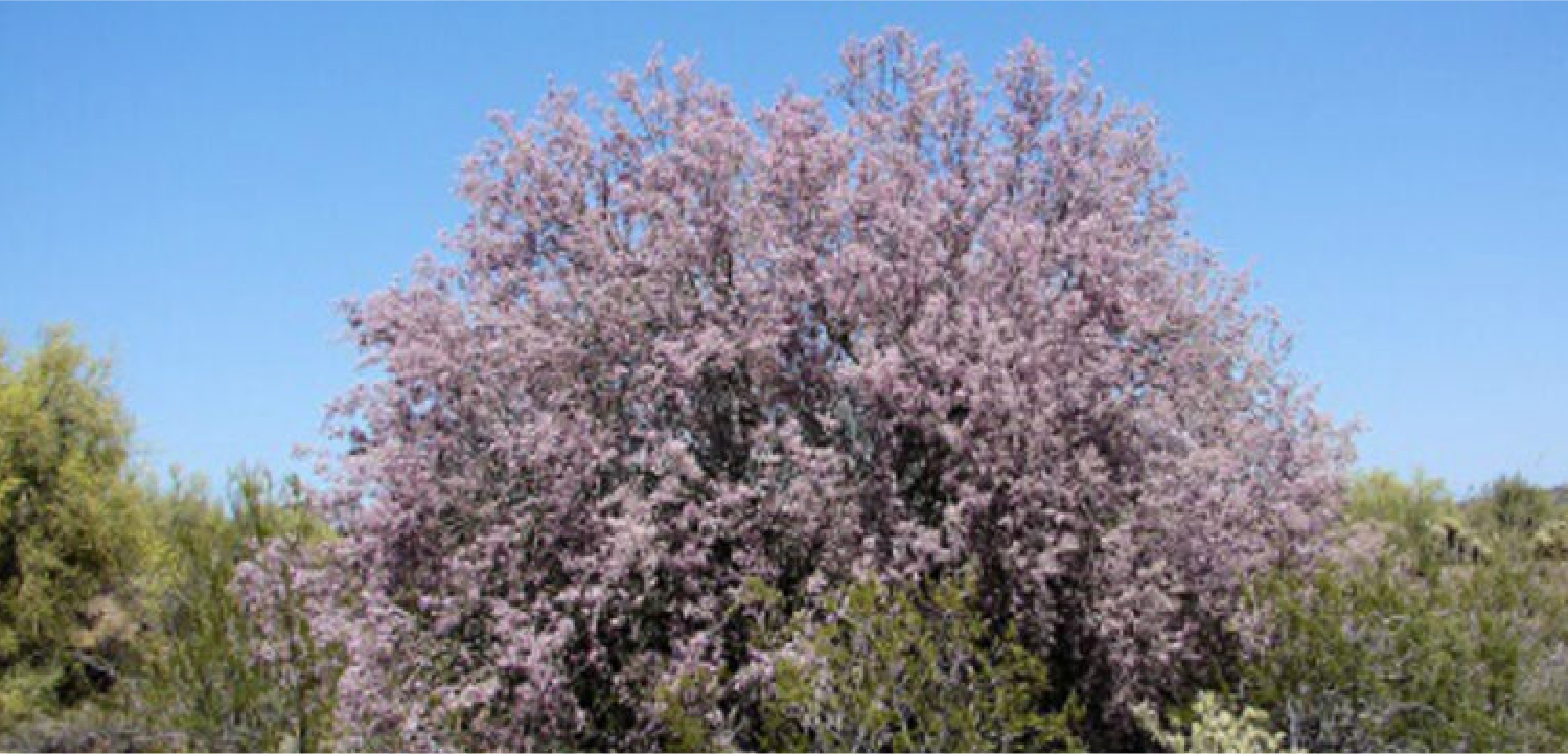 SPIC-Zuma Energía reinforces its environmental commitment with  conservation and protection of the Sonoran Desert
