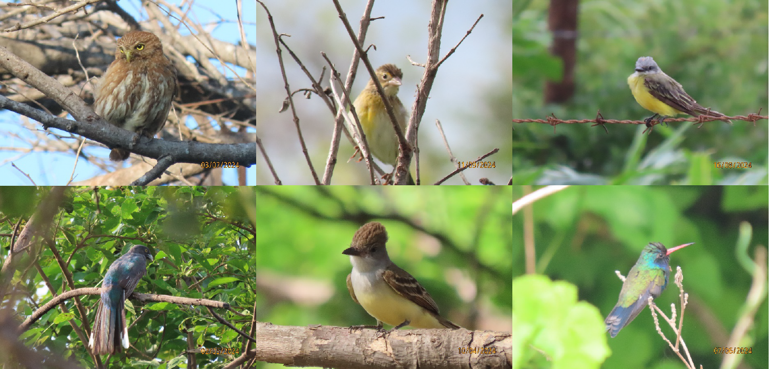 Monitoreo de aves y murciélagos: una acción clave para conservar la biodiversidad en el Istmo de Tehuantepec